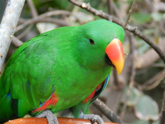 PÅSKREA  -SUPERKLIPP-