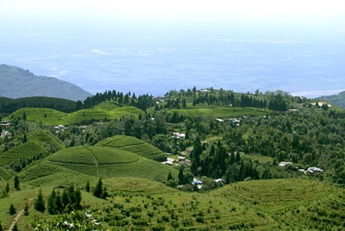 Darjeeling Okayti Vitt te  - 3