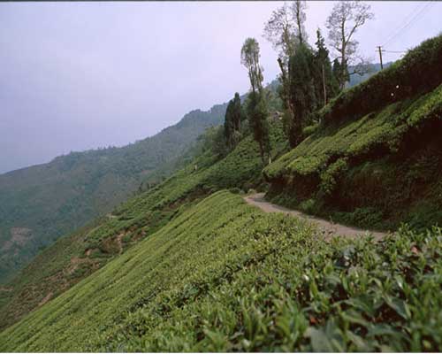 Darjeeling First Flush FTGFOP1 Soom - EKO - 3