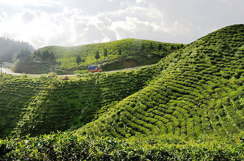 Darjeeling FTGFOP1 Happy Valley EKO - 3