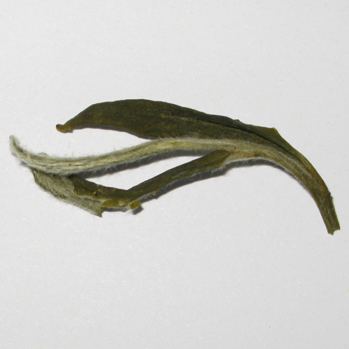 White Tea Snow Buds EKO - 4