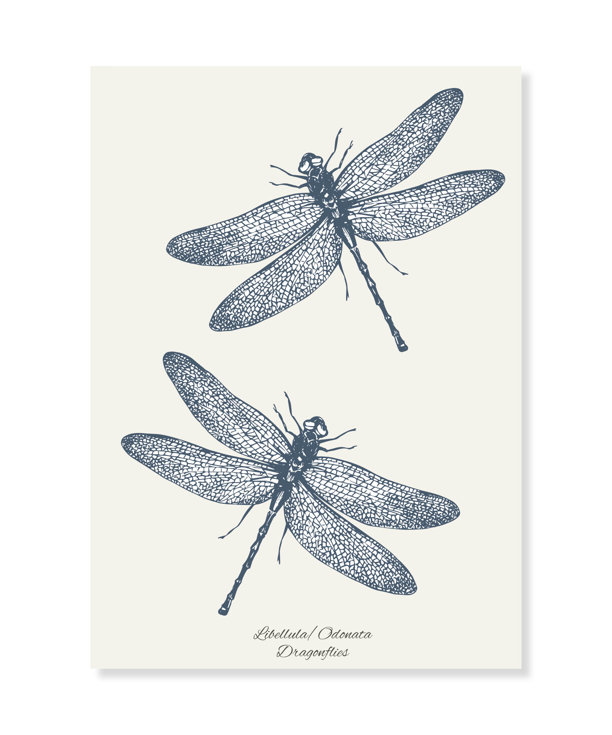 Dragonflies, Dubbelvikt Kort
