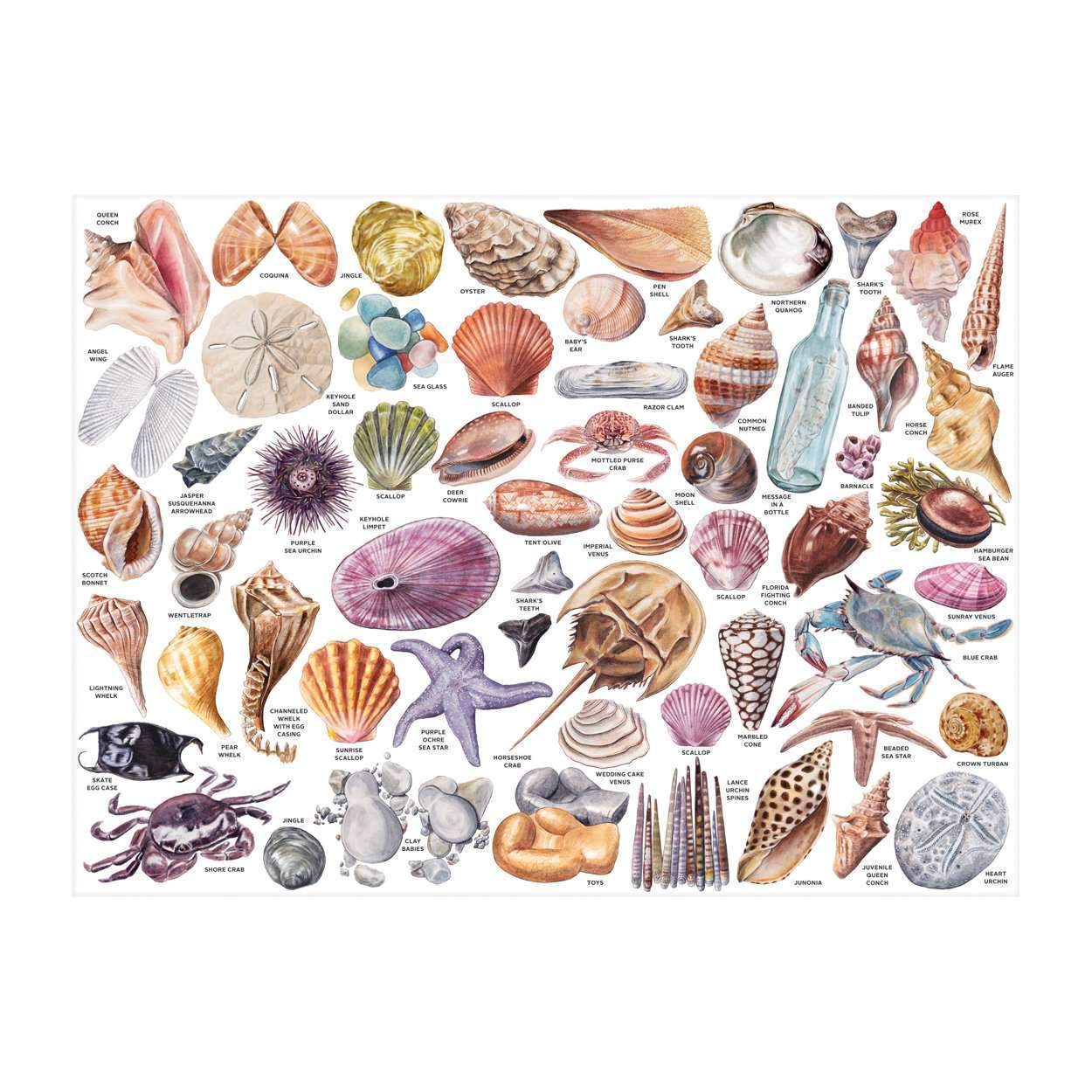 The Beachcomber's Companion 1000 Piece Jigsaw Puzzle With Shaped Pieces - 3