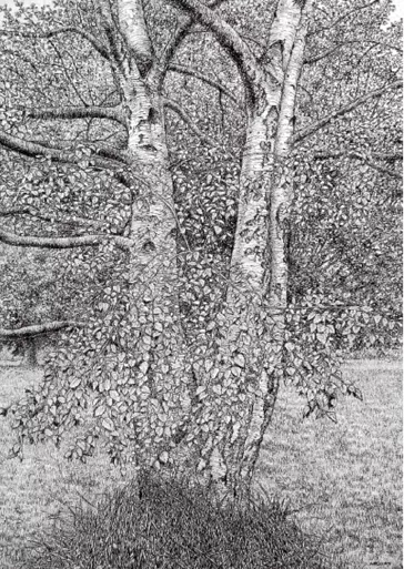 Silver Birch, Greeting Card