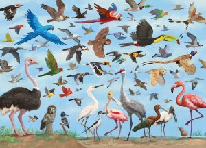 Puzzle All The Birds - 3
