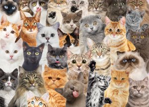 Puzzle All The Cats - 3