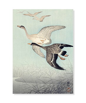 Great geese in flight, Ohara Koson, Postcard