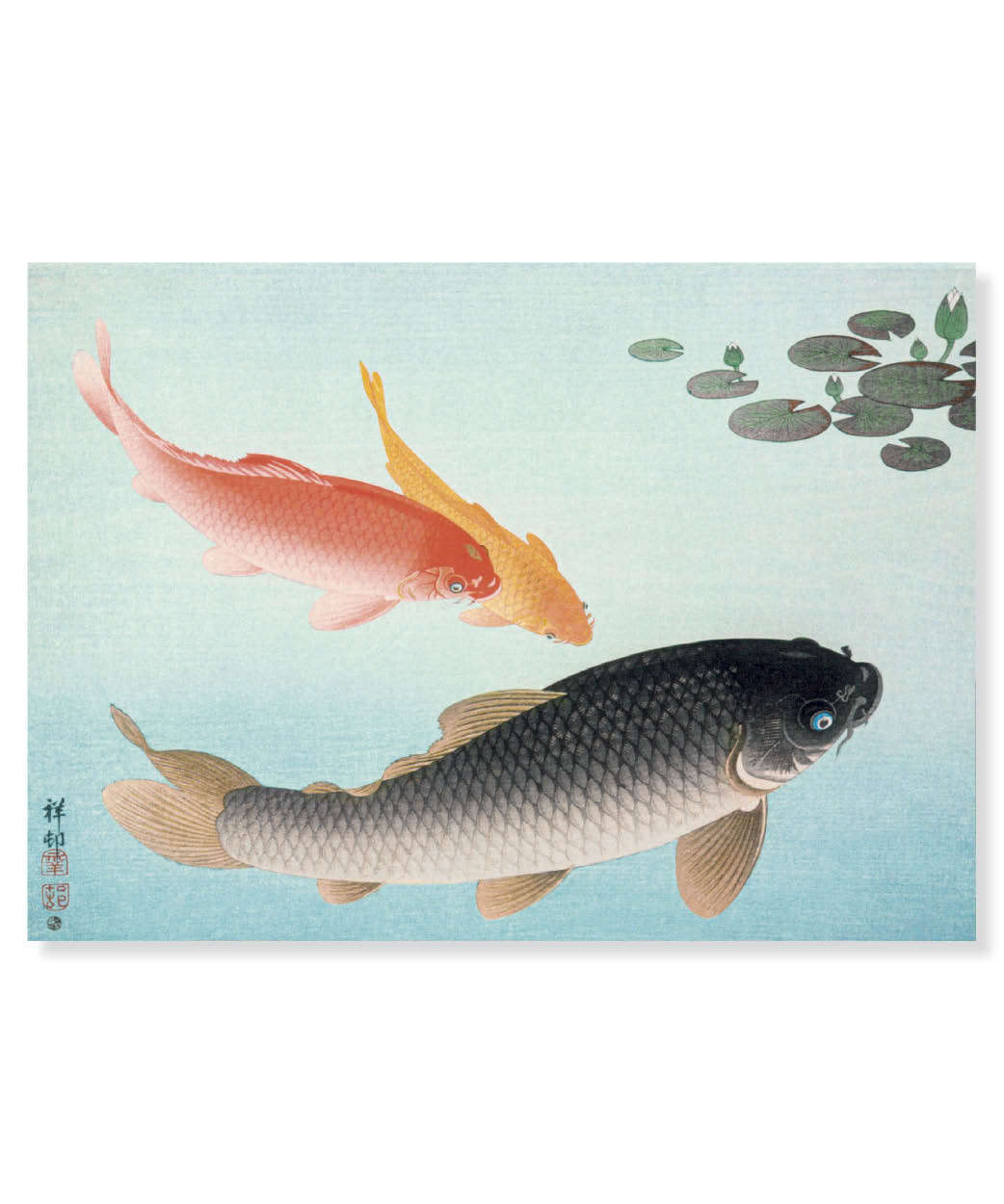 Golden Carp, Ohara Koson, Postcard