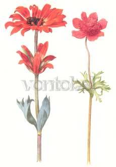 Anemones, Georg Flegel, Greeting Card