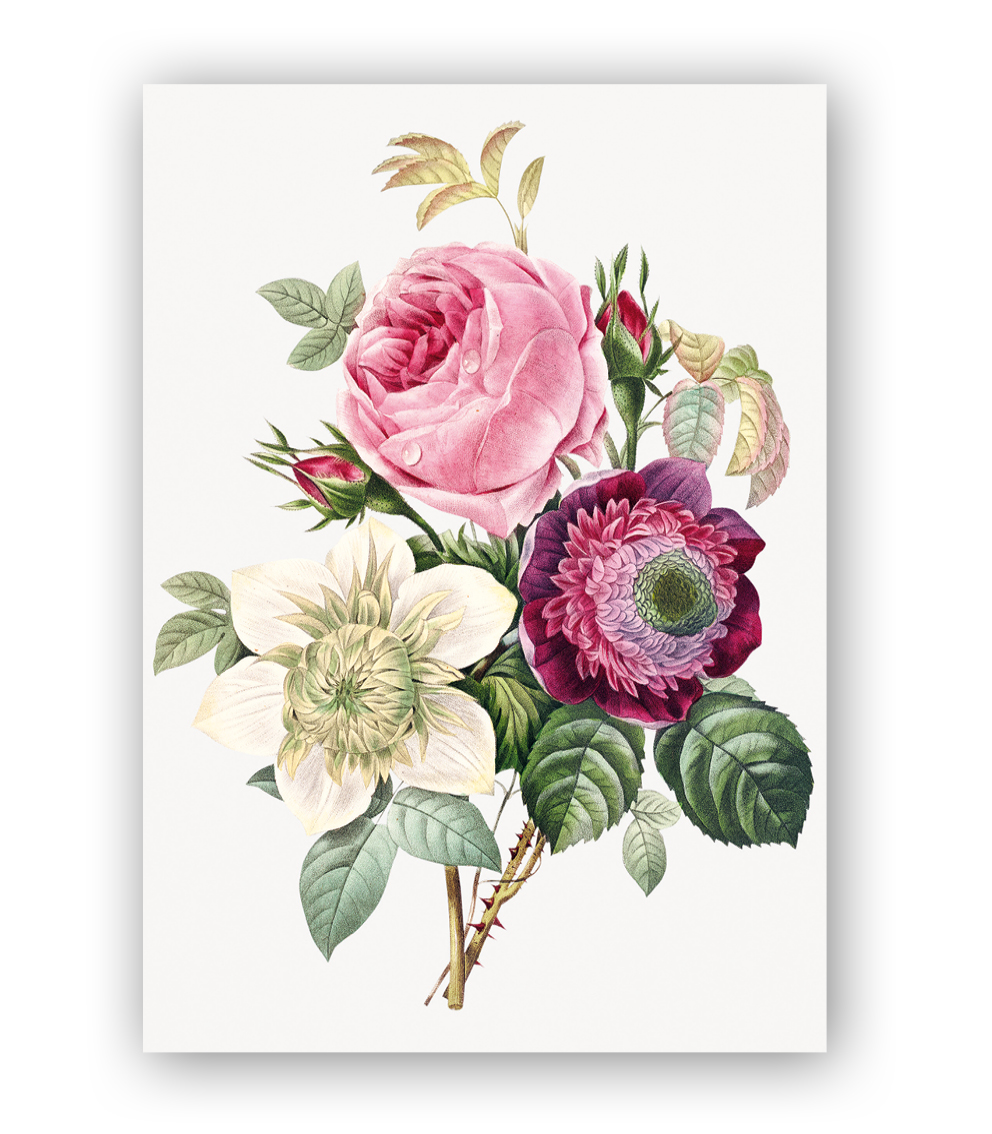 Anemone and Cabbage Rose, Greeting Card