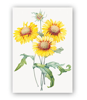Blanket flower, Greeting Card