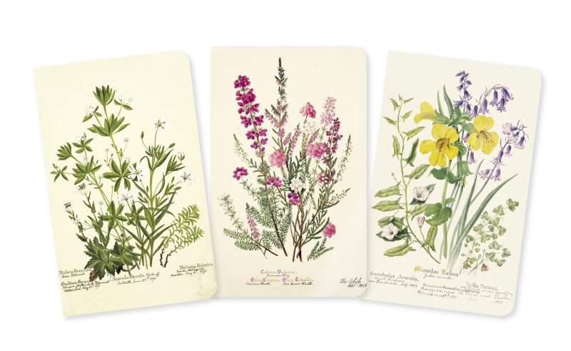 Royal Botanic Garden Edinburgh Set of 3 Mini Notebooks - 2