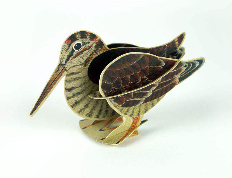 Pop-Out Woodcock - 2