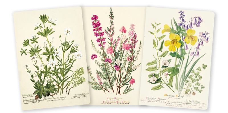 Royal Botanic Garden Edinburgh Set of 3 Midi Notebooks - 2