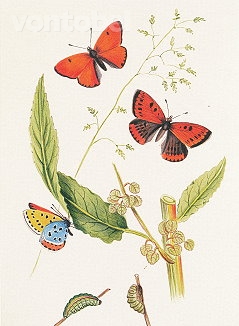 Large Cooper (1878), Greeting Card