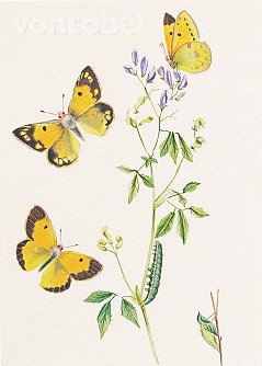 Clouded Yellow (1892), Greeting Card