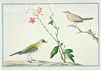 Yellow Wagtail (1754-57), Postcard