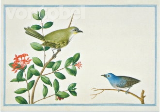 Sri Lankan Bush Warble (1754-57), Postcard