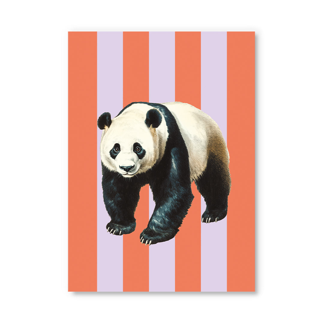 Striped Panda Postcard (12330) - 2