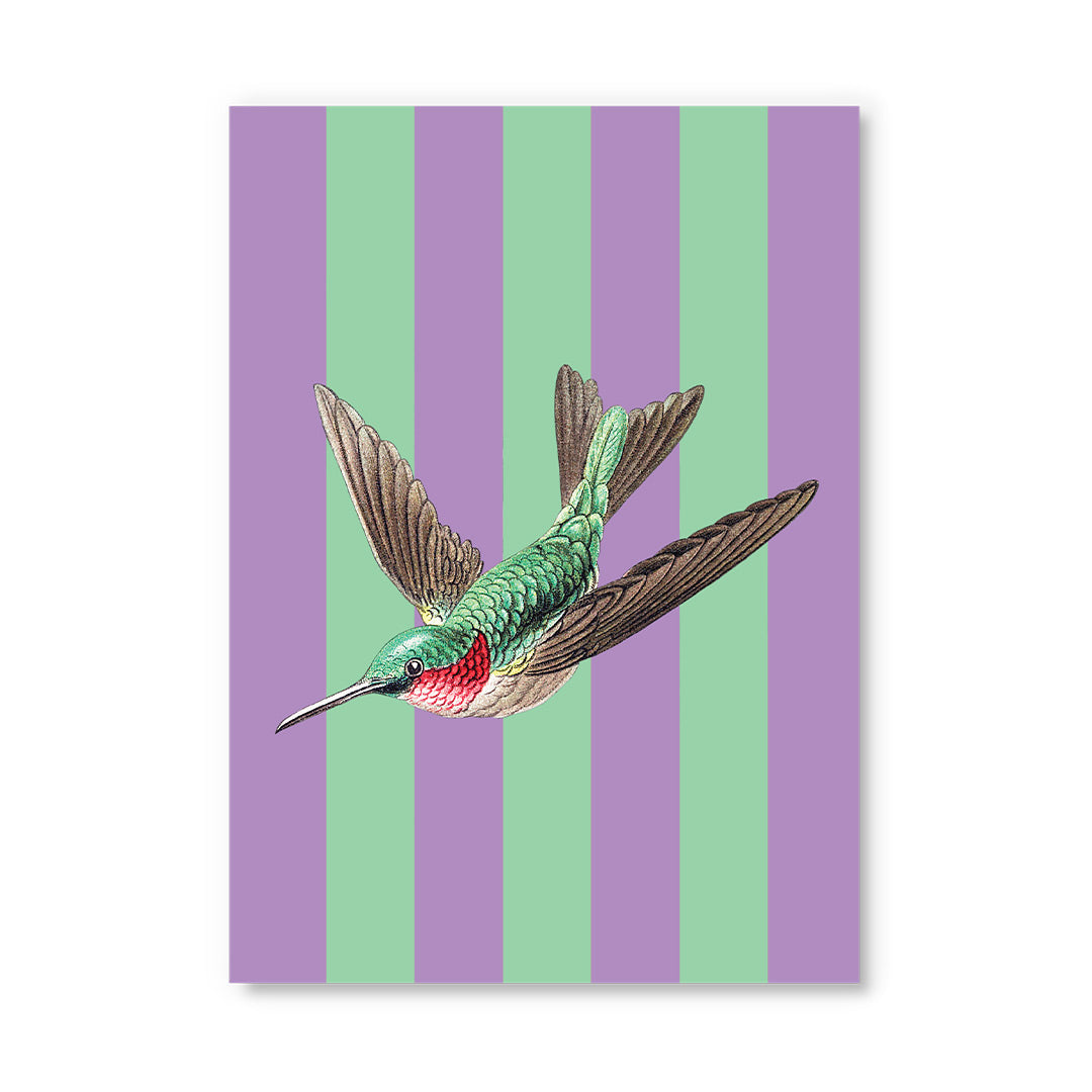 Striped Hummingbird Postcard (12336) - 2