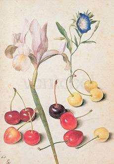 G.Flegel/Cherries,Iris,Bindweed, Greeting Card