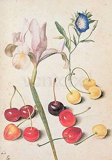 G.Flegel/Cherries,Iris,Bindweed, Greeting Card