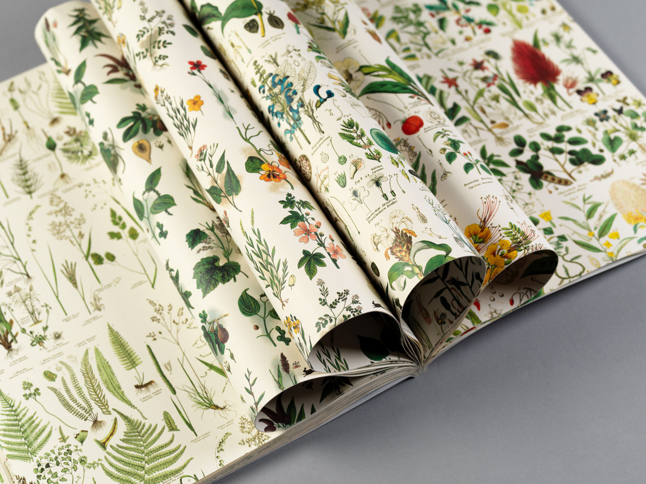 Flora, Gift&Creative Paper Book - 6