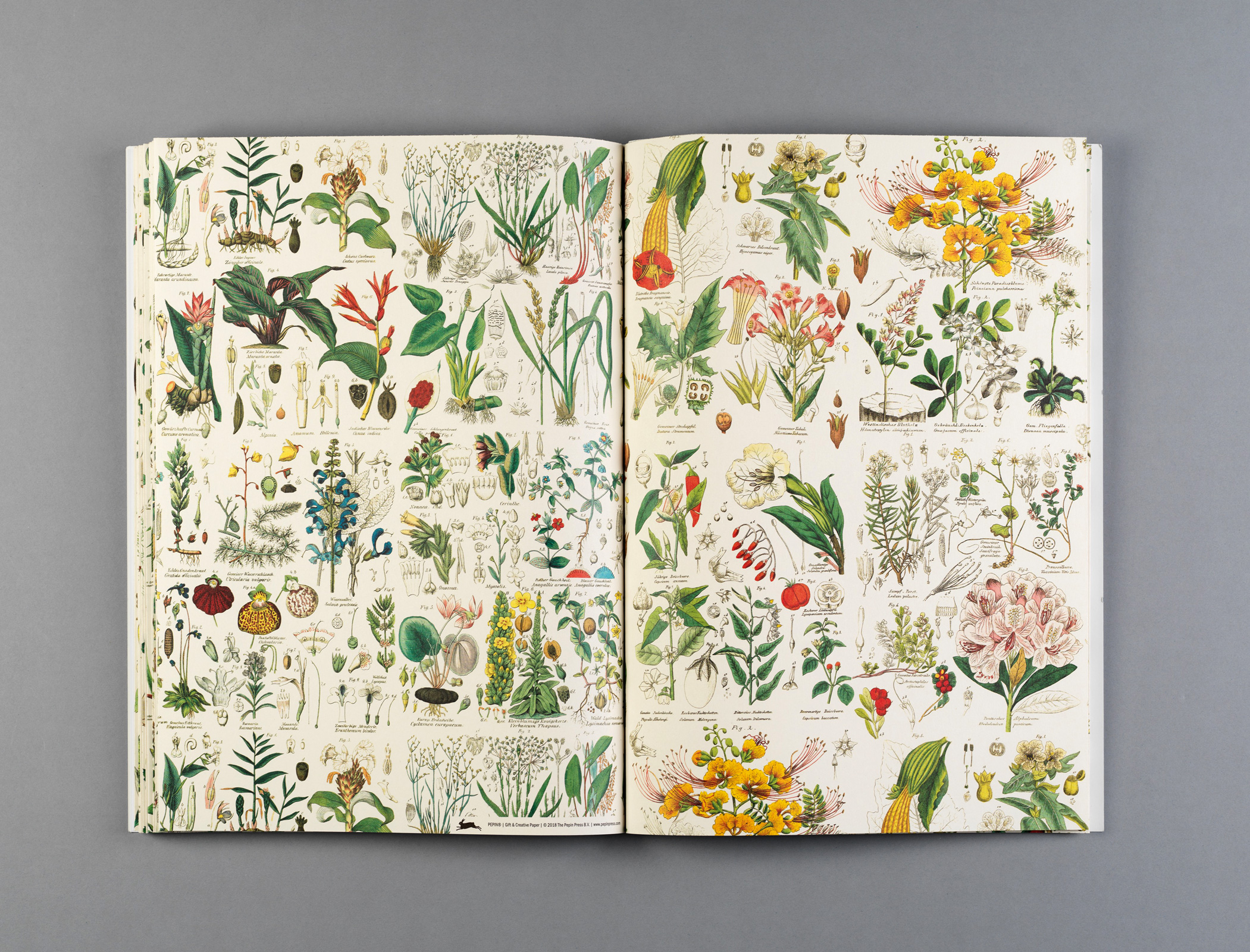 Flora, Gift&Creative Paper Book - 5