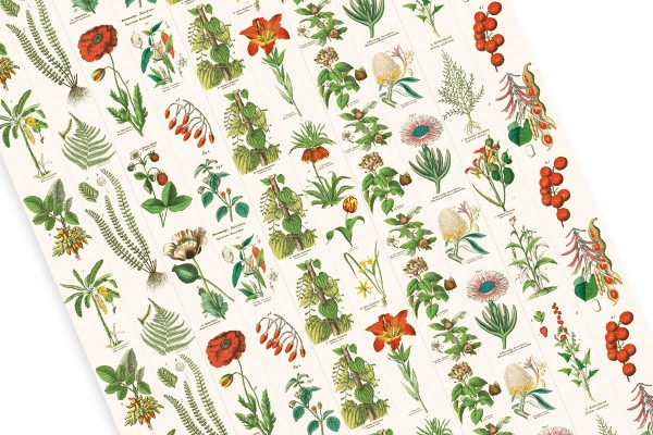 Flora, Labels, Stickers & Tapes - 4