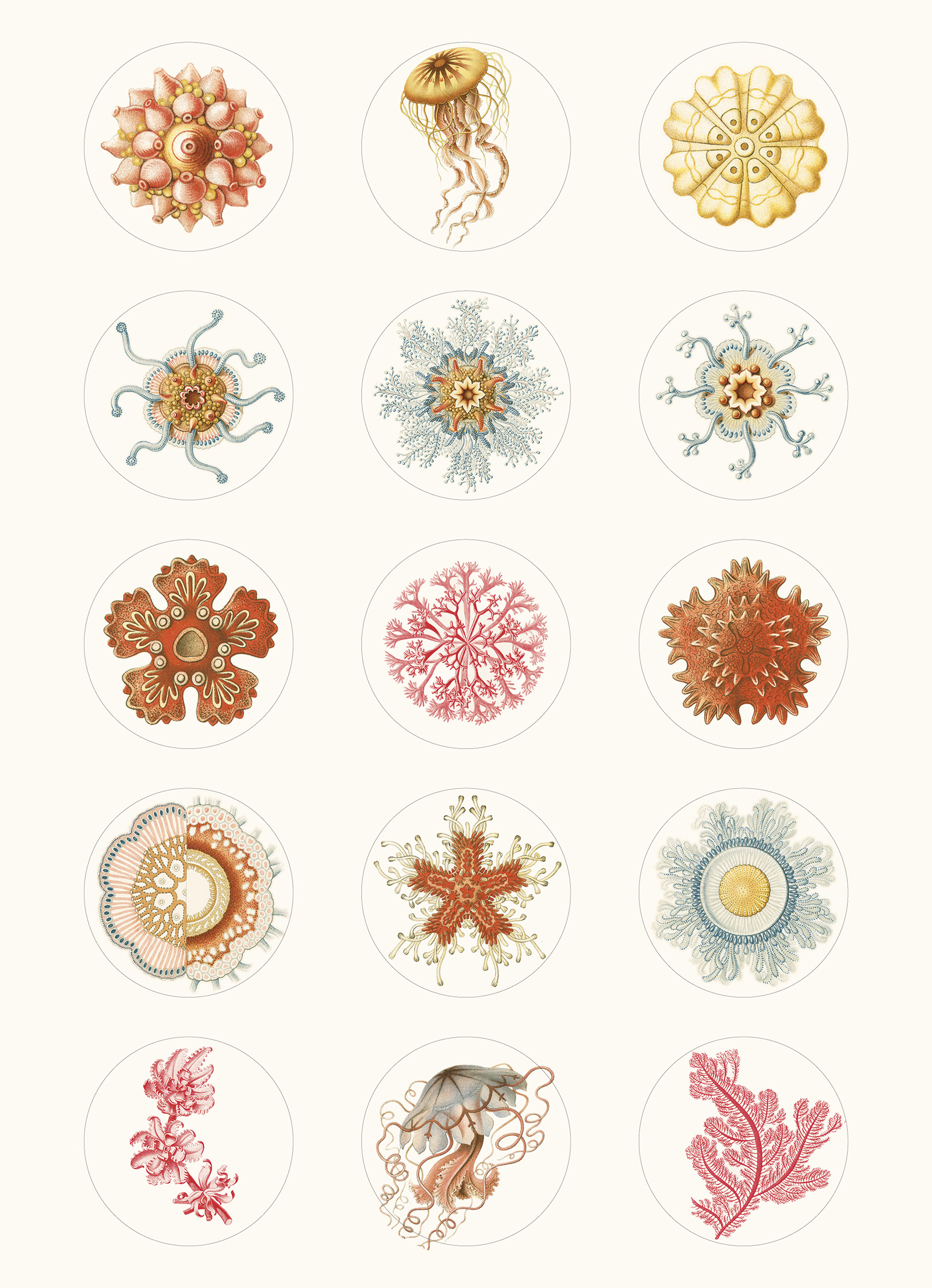 Art Forms in Nature, Labels Sticker & Tapes - 9