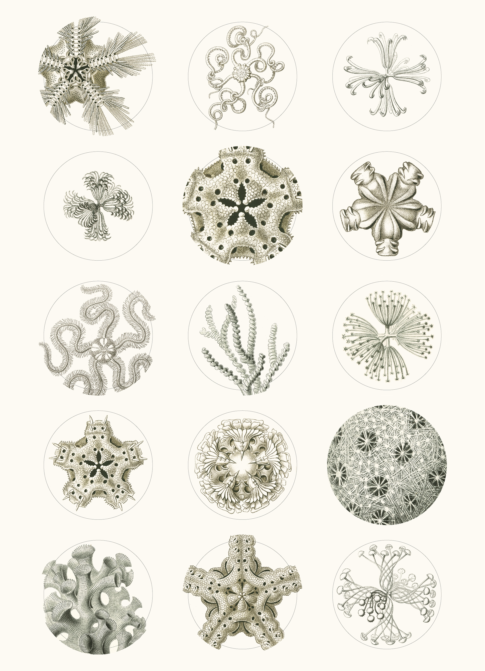 Art Forms in Nature, Labels Sticker & Tapes - 12