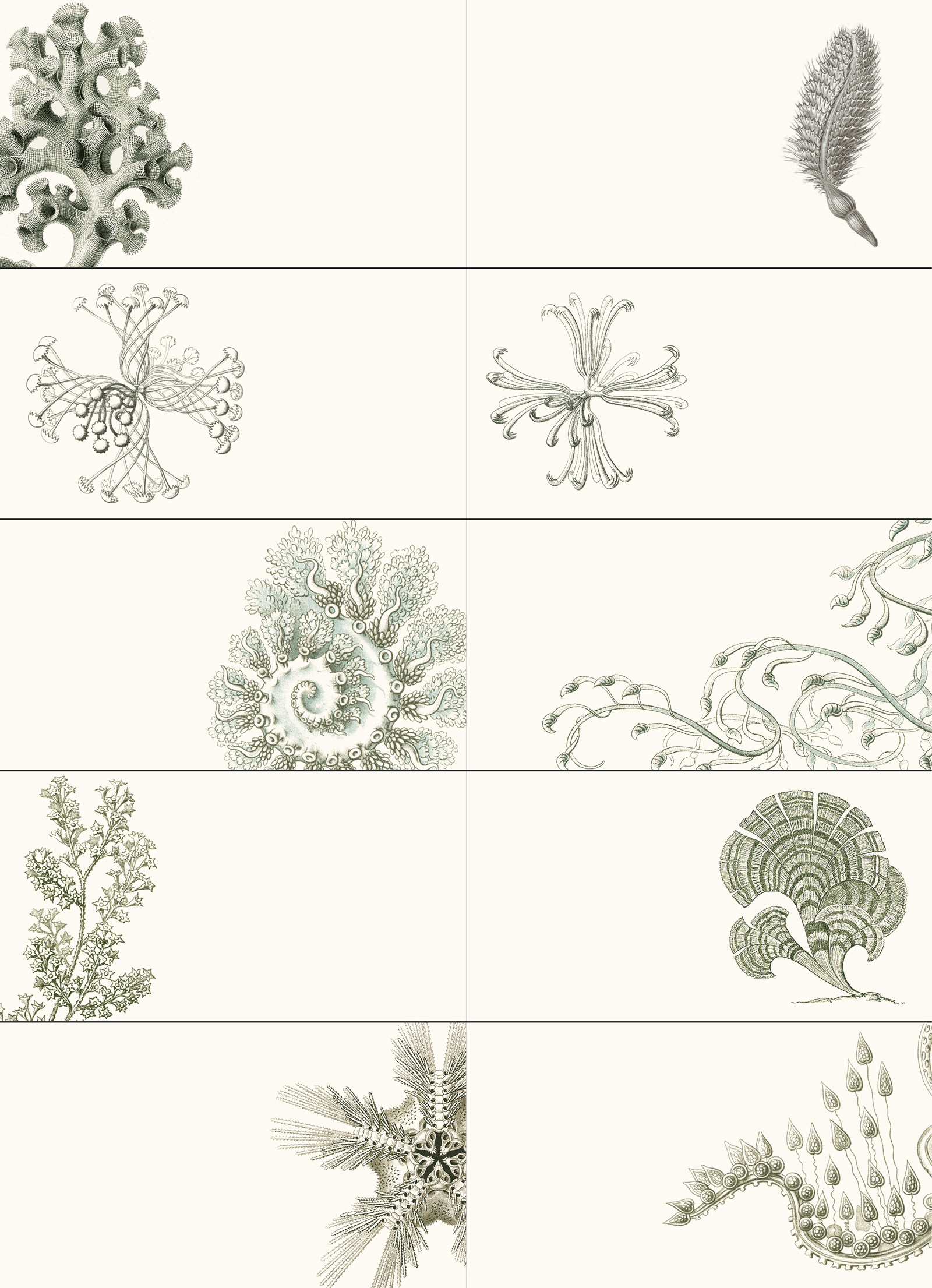Art Forms in Nature, Labels Sticker & Tapes - 14