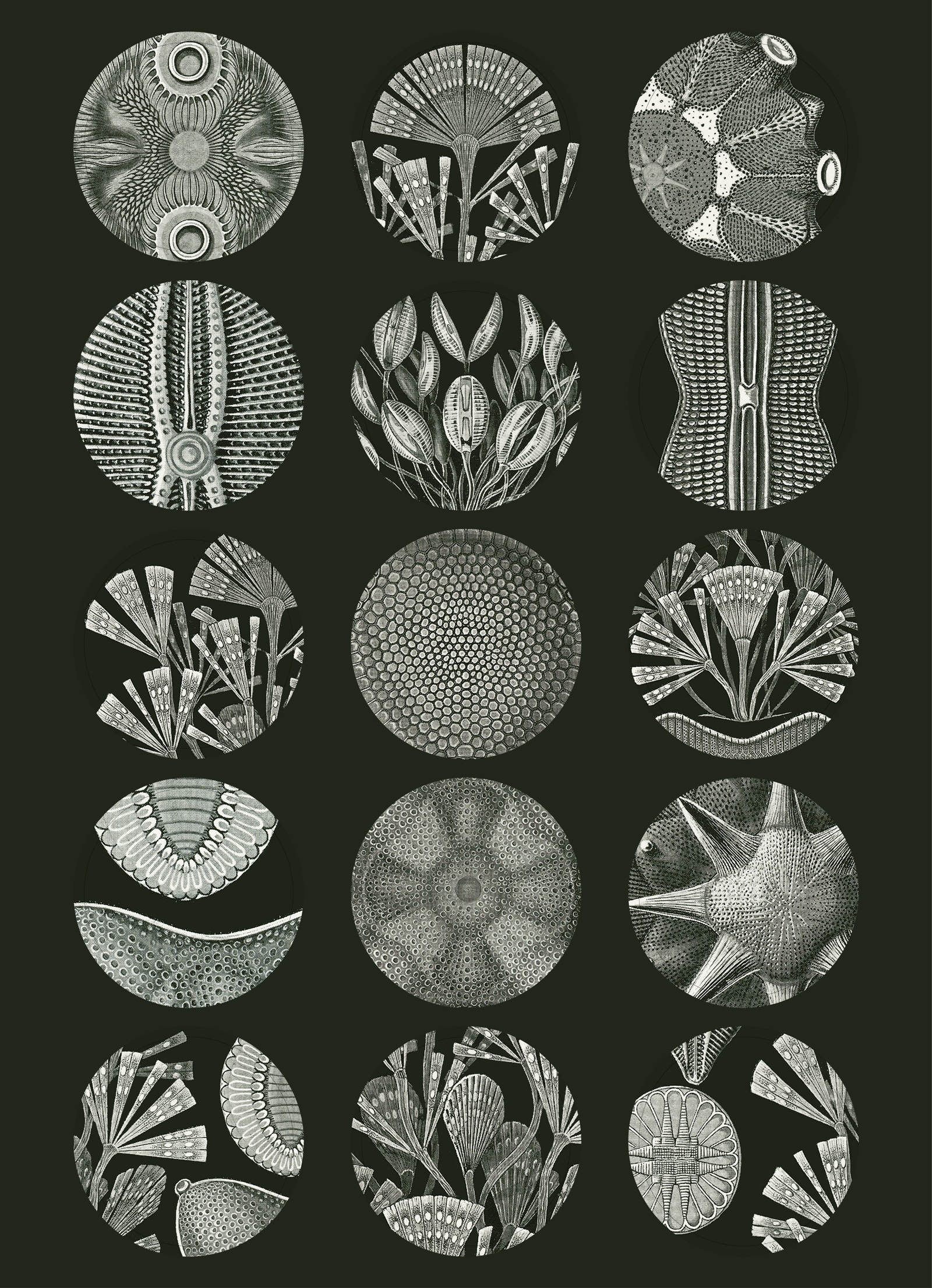 Art Forms in Nature, Labels Sticker & Tapes - 13