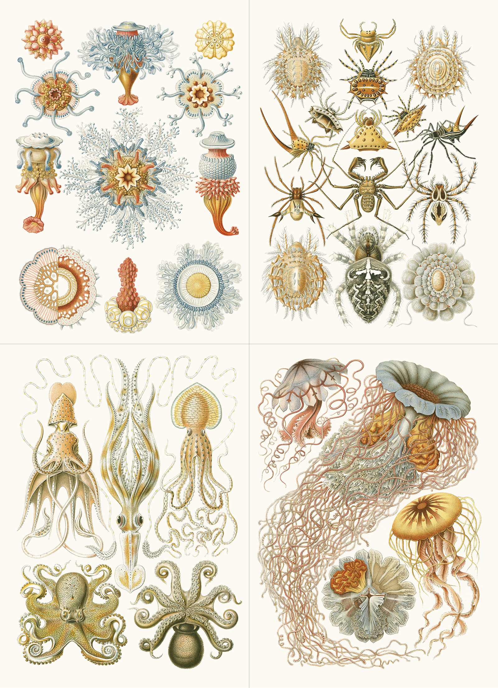 Art Forms in Nature, Labels Sticker & Tapes - 7