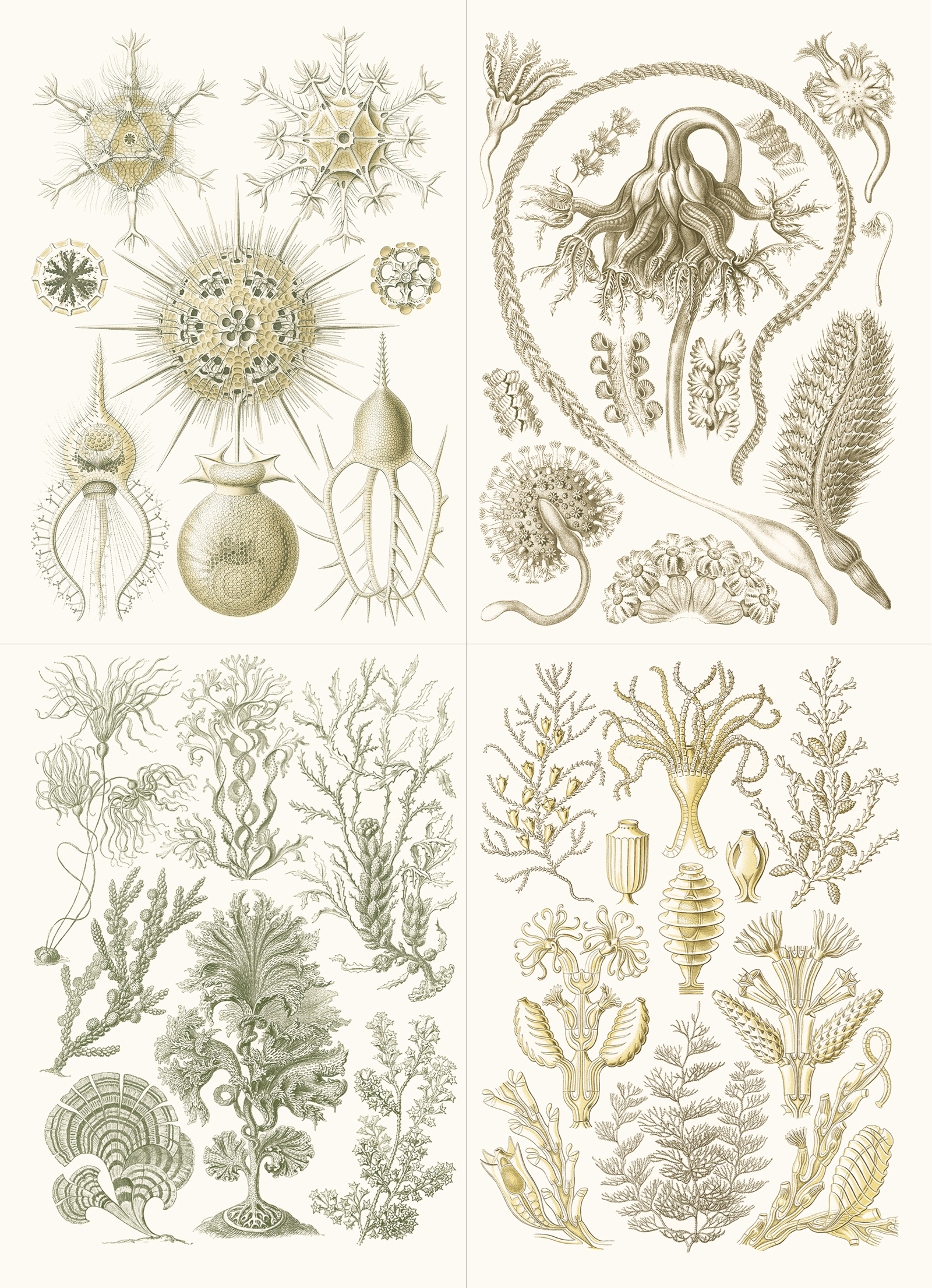 Art Forms in Nature, Labels Sticker & Tapes - 11
