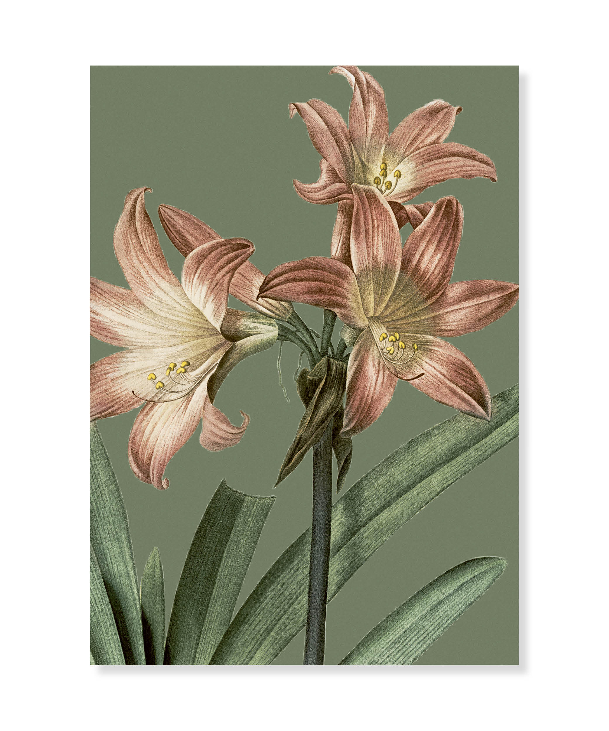 Amaryllis Belladonna, Greeting Card