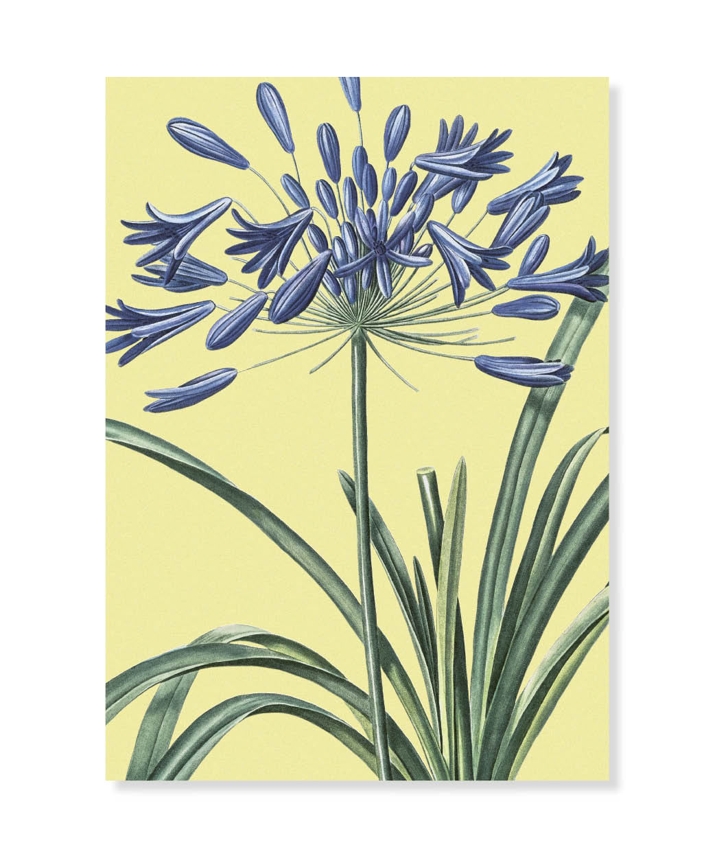 African lily, Greeting Card