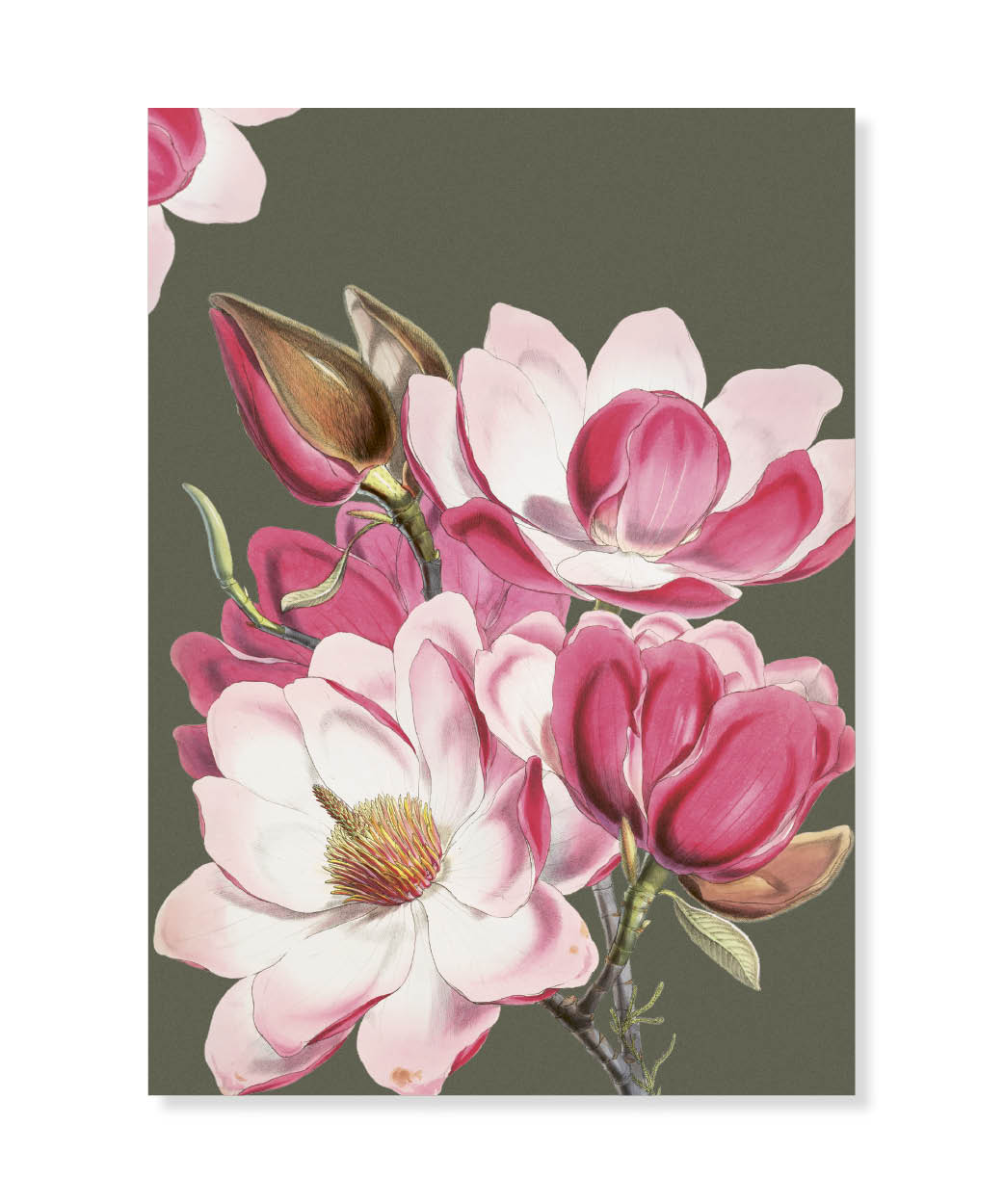 Magnolia, Greeting Card