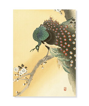 Peacock on a cherry blossom tree, Ohara Koson, Greeting Card