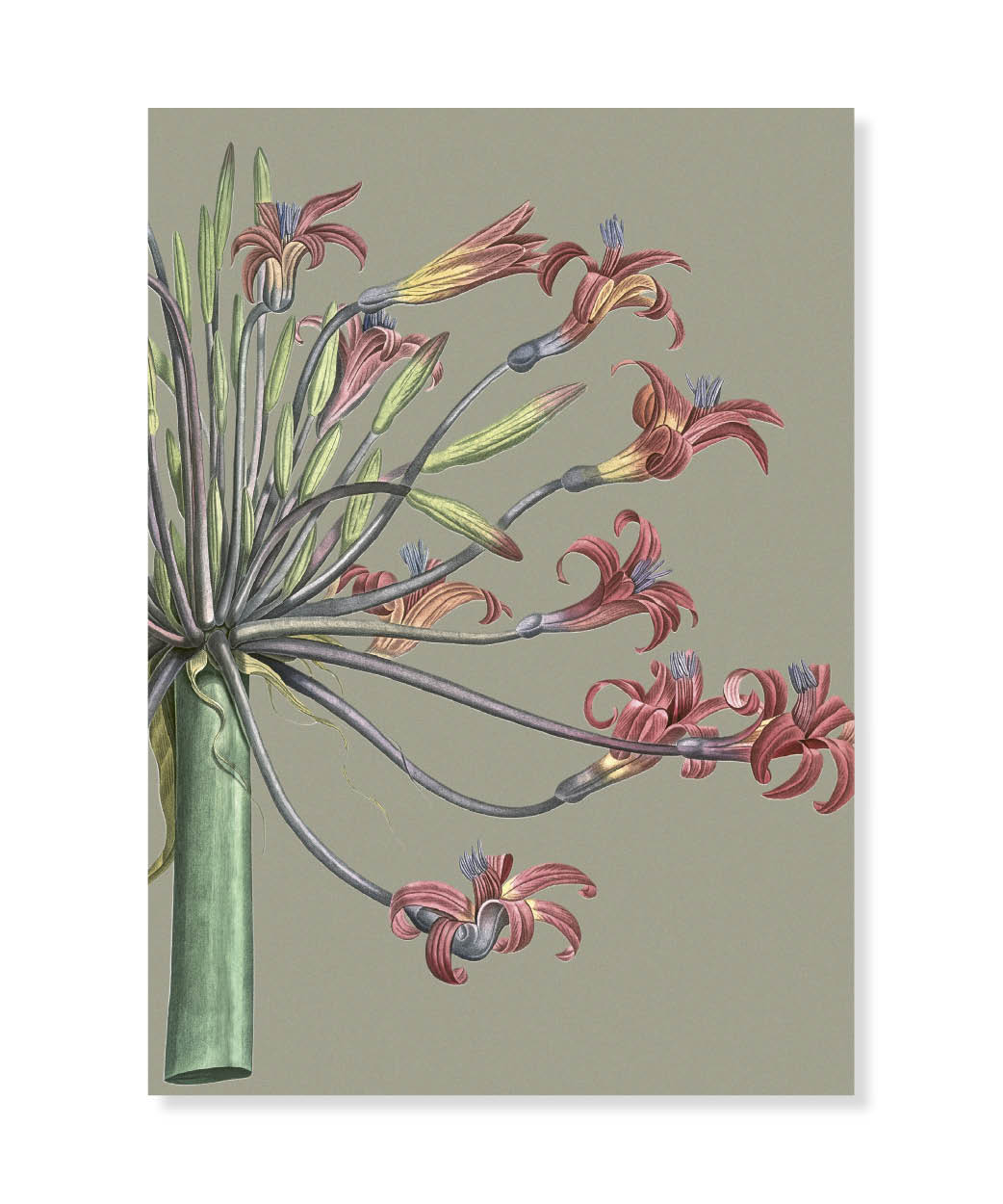 Amaryllis Josephine, Greeting Card