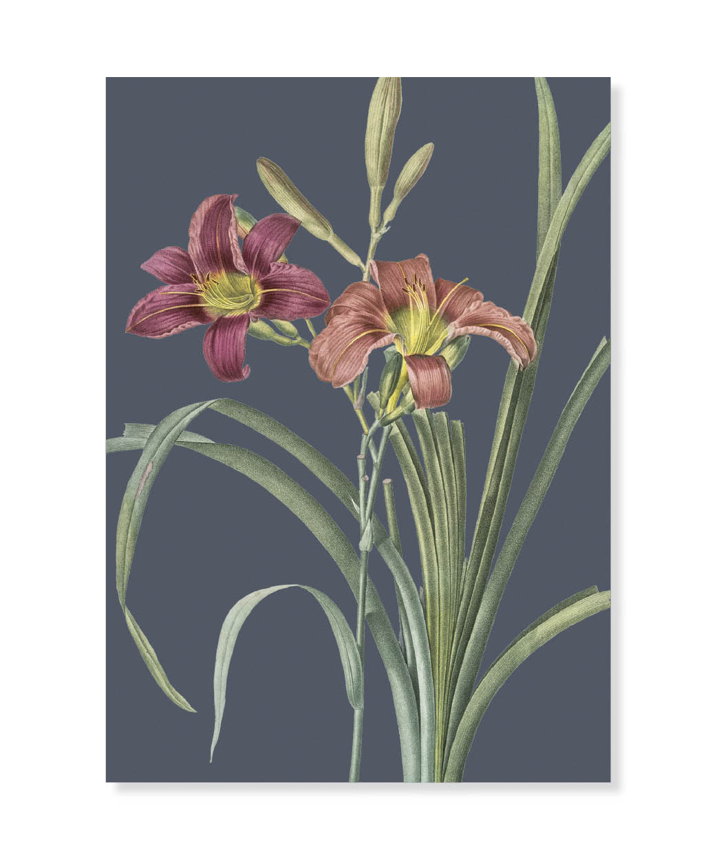 Orange day lily, Greeting Card