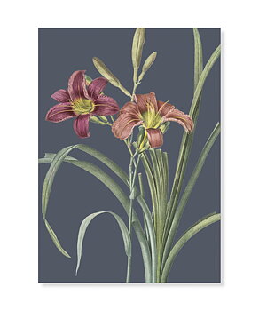 Orange day lily, Greeting Card