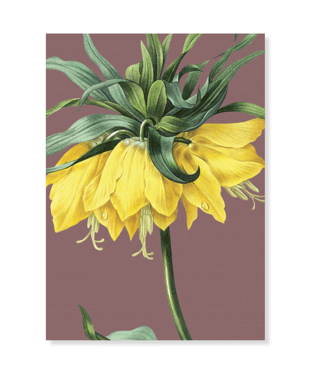 Crown Imperial, Greeting Card