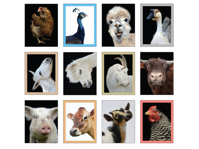 Radiant Notecards: Farm Animals Up Close - 3