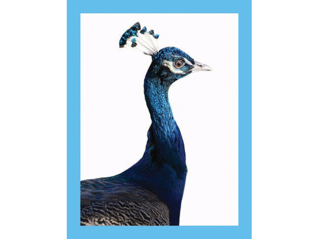 Radiant Notecards: Farm Animals Up Close - 4