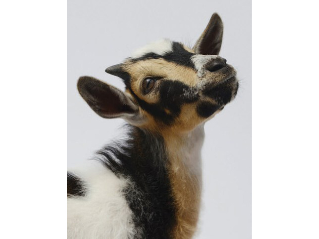 Radiant Notecards: Farm Animals Up Close - 6