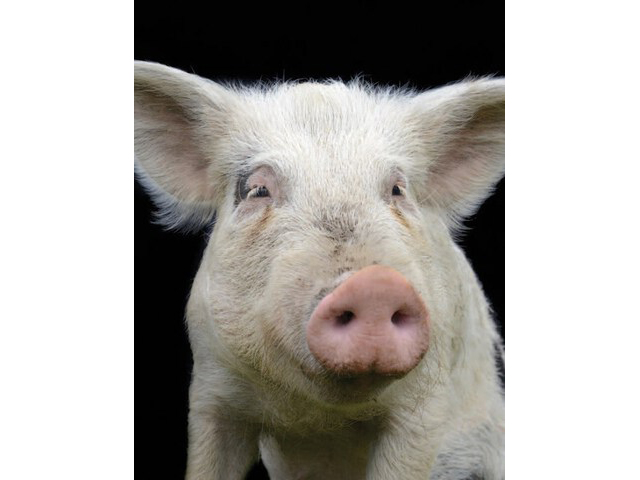 Radiant Notecards: Farm Animals Up Close - 5