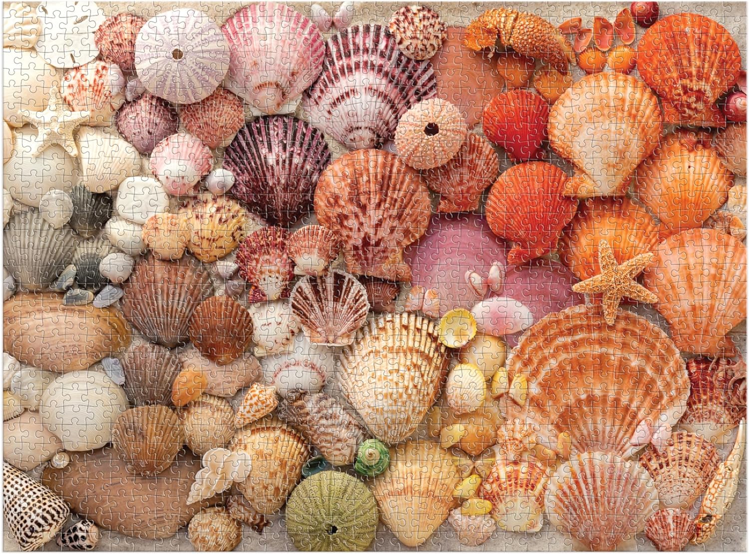 Vibrant Seashells 1000 Piece Puzzle - 4