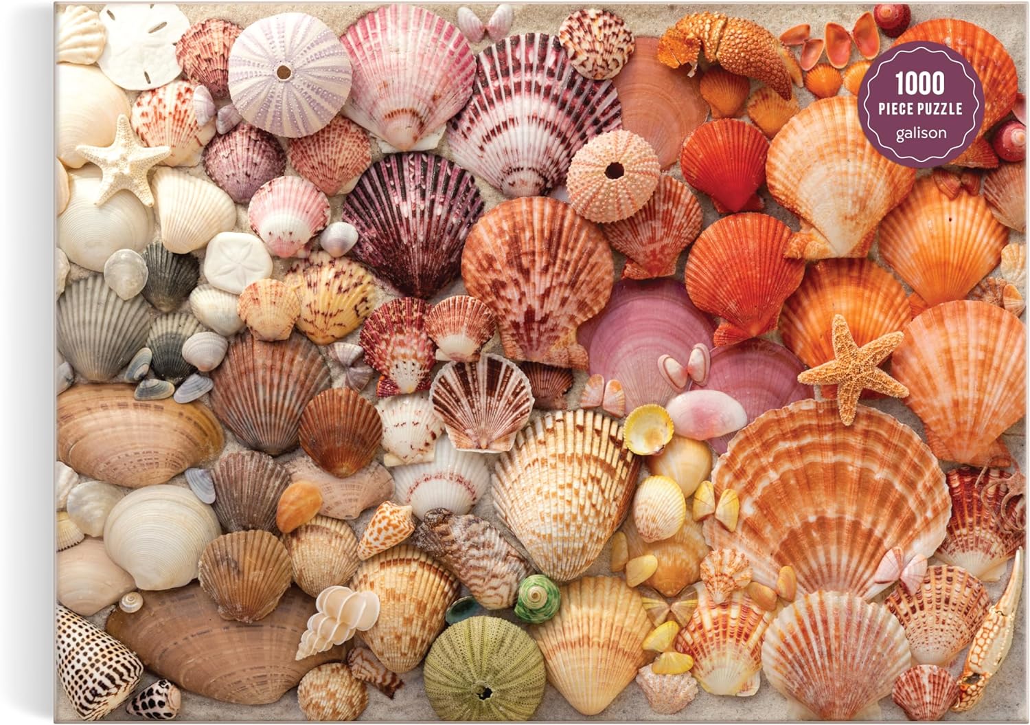 Vibrant Seashells 1000 Piece Puzzle - 3