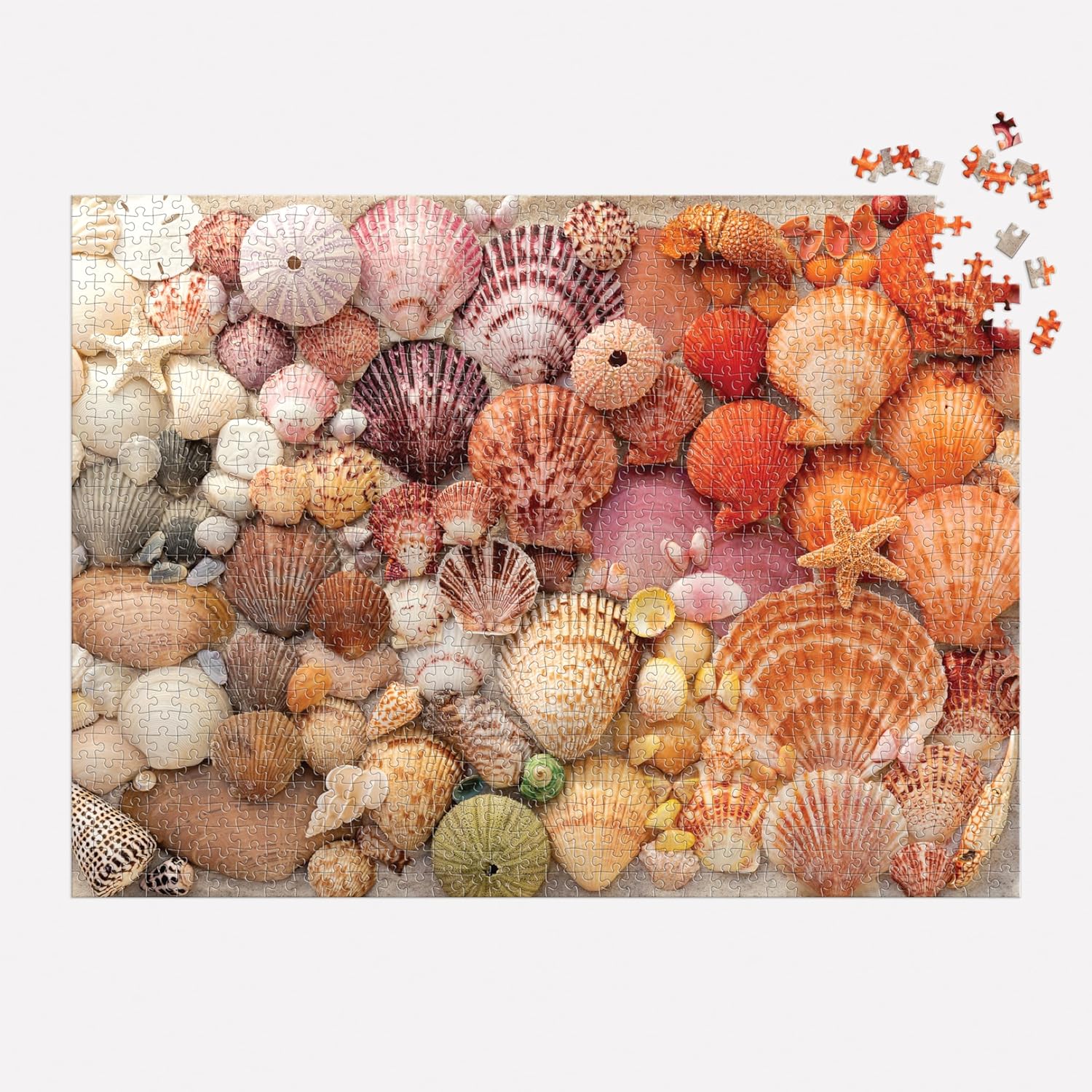 Vibrant Seashells 1000 Piece Puzzle - 5
